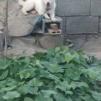 سگ پاکوتاه شتینزو پامر|سگ|چابهار, |دیوار