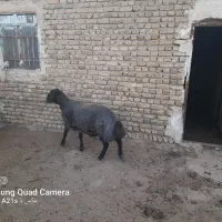 بره همو|حیوانات مزرعه|هفدر, |دیوار