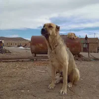 سگ ماده‌ی سرابی