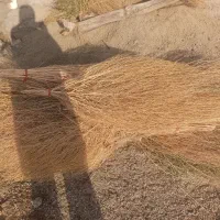 جارو