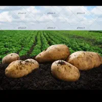 فروش زمین کشاورزی یکپارچه ۸۰ هکتاری در شوش