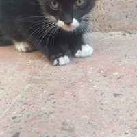 واگذاری رایگان بچه گربه|گربه|رودسر, |دیوار