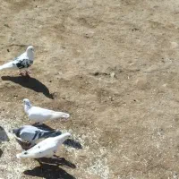 واگذاری سگ توضیحات رو کامل نوشتم با دقت بخون|سگ|کرمانشاه, |دیوار