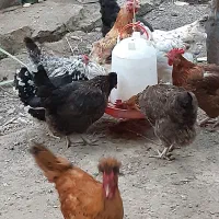 ۱۳عدد مرغ تخم کن وسالم