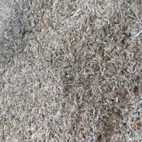 گوسفند خوراک گاو