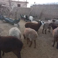 شیشک ۱۸ عدد میش ۱۶عدد قوچ ۲عدد|حیوانات مزرعه|کاکاوند, |دیوار