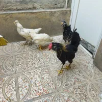 سجاد|حیوانات مزرعه|تهران, بهارستان|دیوار
