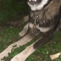 واگذاری سگ قفقازی