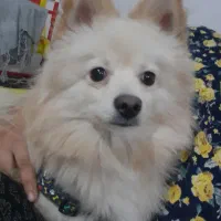 سگ خونگی|سگ|مشهد, امیرآباد|دیوار