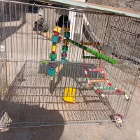 عروس هلندی نر با وسایل کامل|پرنده|روانسر, |دیوار