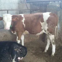 جنسترین گوساله