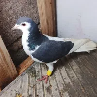 کبوتر یا کفتر