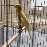 قناری جفت نر و ماده