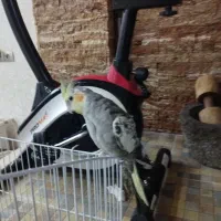 عروس هلندی خاکستری گمشده