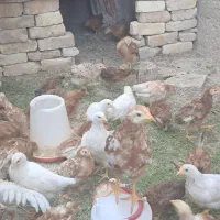 جوجه گلپایگانی ۷۰ روزه|حیوانات مزرعه|باغ بهادران, |دیوار