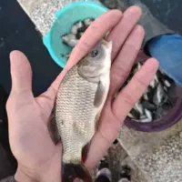 بچه کپور سایز کف دست