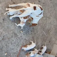 توله سگ شکاری پوینتر انگلیس دنبلانی