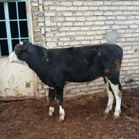 یک راس گوساله نر سمینتال جنس|حیوانات مزرعه|تاکستان, |دیوار