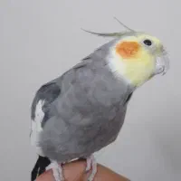 عروس هلندی نر