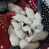 واگذاری سگ|سگ|شیراز, دست خضر|دیوار