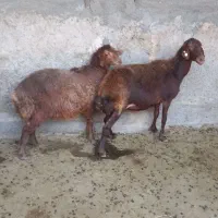 میش هترو