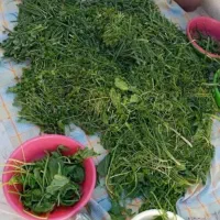 سبزی خورشتی لوبیا سبز کرفس