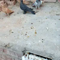 5 تا کفتر نر