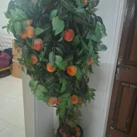 درخت هلو بدون شکستگی با گلدان