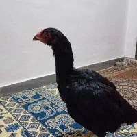 مرغ لاری مشکی و طوسی|حیوانات مزرعه|ساری, |دیوار