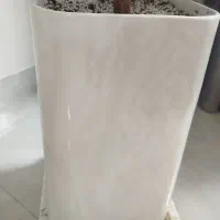 کاج مطبق|گل و گیاه طبیعی|رشت, آزادگان|دیوار