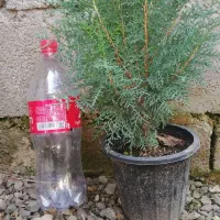 کاج سبز فشرده|گل و گیاه طبیعی|واجارگاه, |دیوار