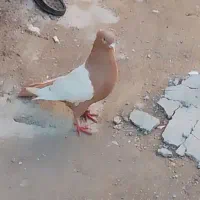 یک جفت سینه سه تومن سینه مشکی ماده وکله سیاه ماده|پرنده|آشخانه, |دیوار