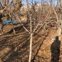 درخت میوه|خدمات باغبانی و درختکاری|شهریار, شهریار|دیوار