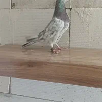 سرور درگ|پرنده|مبارکه, |دیوار