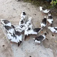 قاز محلی اصلاندوز روستایی تربت کندی