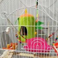 طوطی گرینچیک|پرنده|کازرون, |دیوار