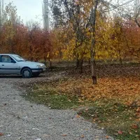 باغ گیلاس تکدانه تپه باشی