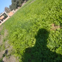 سبزی خوردن|خوردنی و آشامیدنی|فاضل آباد, |دیوار