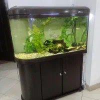 آکواریم یو شکل شرکتی|ماهی|شیراز, شهرک بهشتی|دیوار