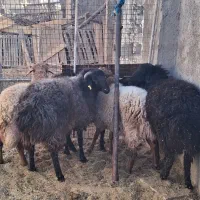 فروش گاو و گوسفند