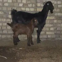 بز با بزغاله نر با قیمت 12میلیون