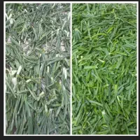سر پیازچه|خوردنی و آشامیدنی|رباطکریم, رباطکریم|دیوار