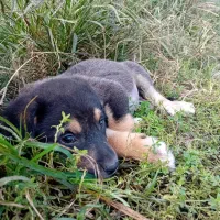 حیوانات خانگی|سگ|تهران, صادقیه|دیوار