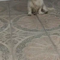 سگ نر
