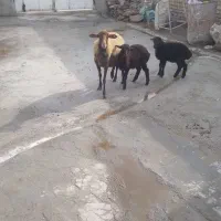 میش و بره دوقلوزا و میش آبستن سنگین جوان