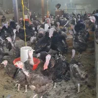 بوقلمون از تخم افتاده