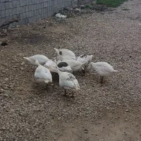 غاز|حیوانات مزرعه|دزفول, |دیوار