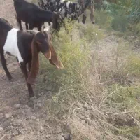 فروش نر بزغاله کاموری|حیوانات مزرعه|گنبد کاووس, |دیوار