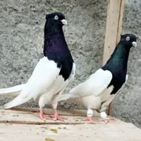 کبوتر کفتر  واکسی|پرنده|مشهد, موسوی قوچانی|دیوار