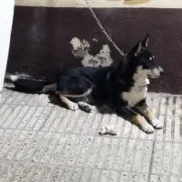 سگ هاسکی|سگ|گرگان, |دیوار